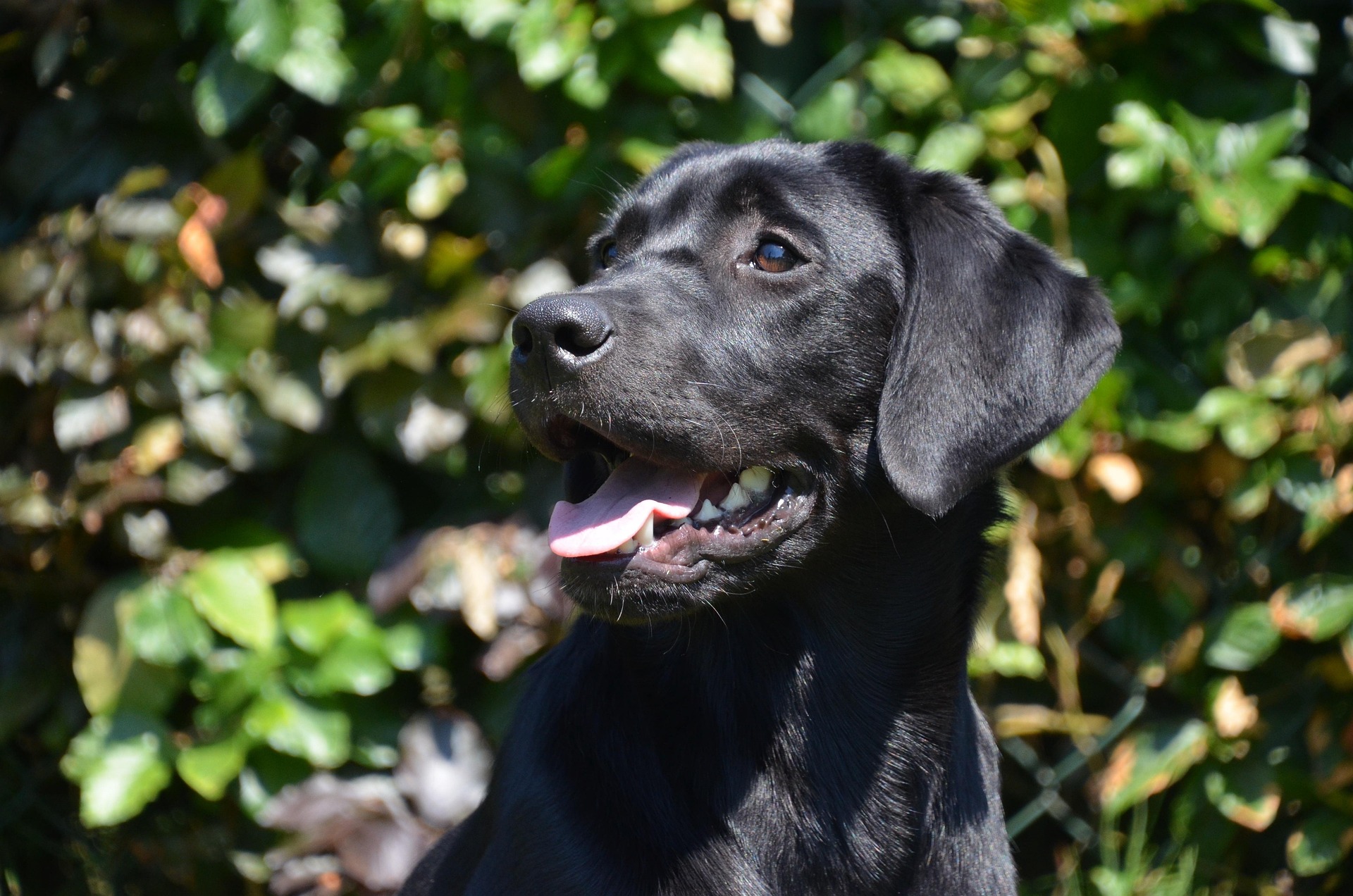 Labrador smiling