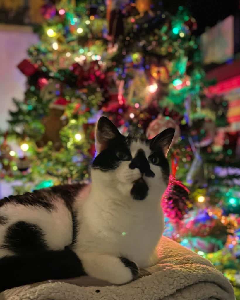 On the seventh day of Christmas