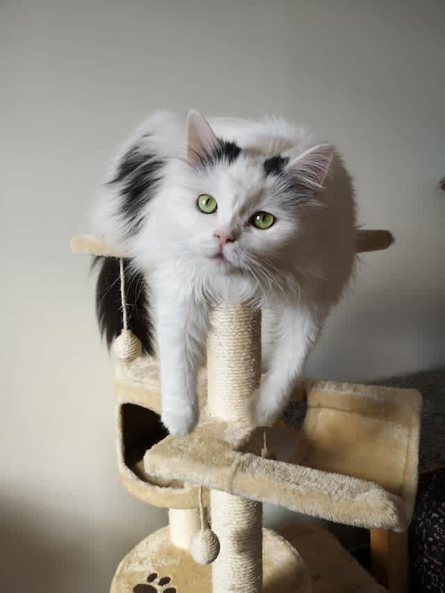 Cat on a cat tree
