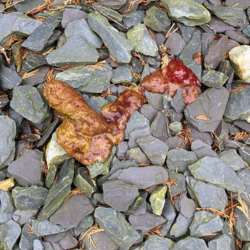 Dog diarrhoea with blood, please take your dog to see a vet in practice