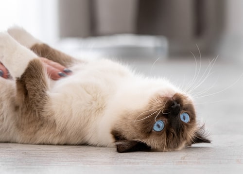 Ragdoll cat