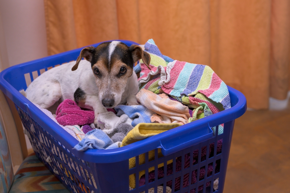 A dog experiencing a phantom pregnancy may gather blankets or pick an area to create a comfortable nest.