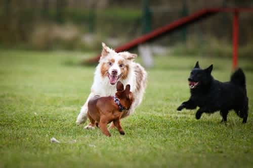 Help for Reactive Dogs