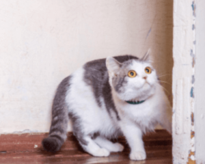 Cat showing fearful body posture