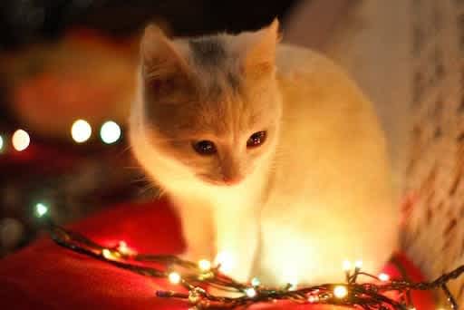 On the first day of Christmas