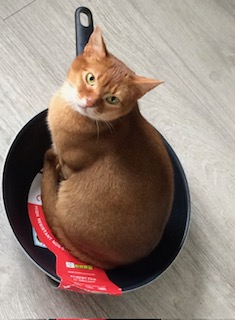 The nine lives of a cat