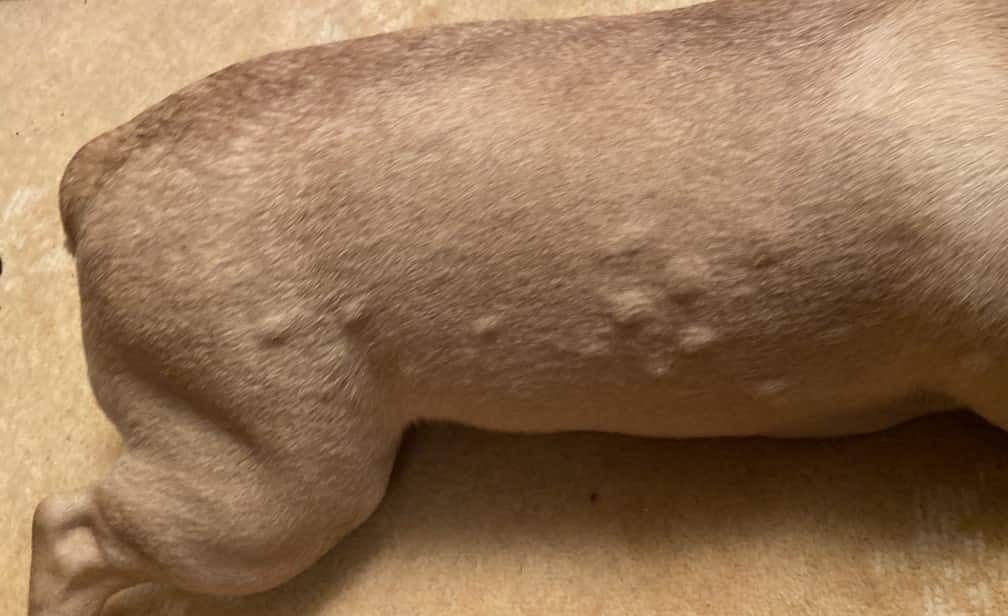 Hives on a dog's body
