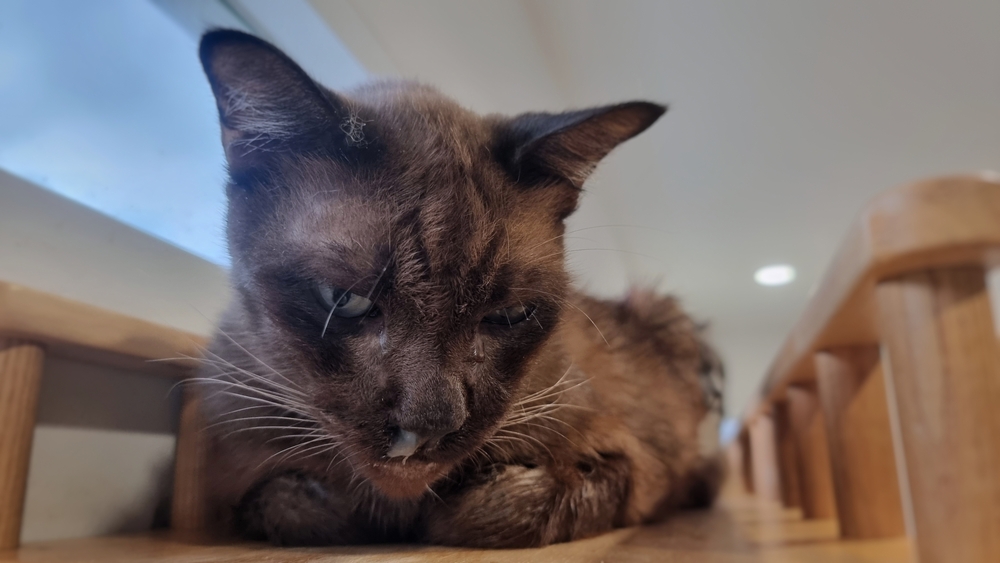 Notice a runny nose? Speak to your vet to keep your cat healthy and comfortable.