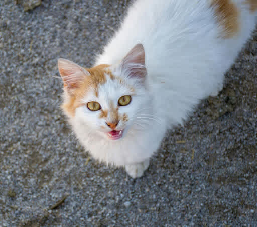 Cat meowing