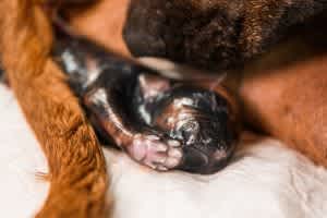 Dog giving birth