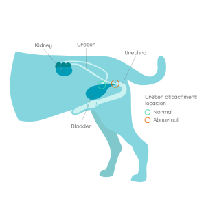 Urinary incontinence in dogs