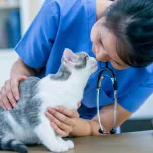 Cat with a vet