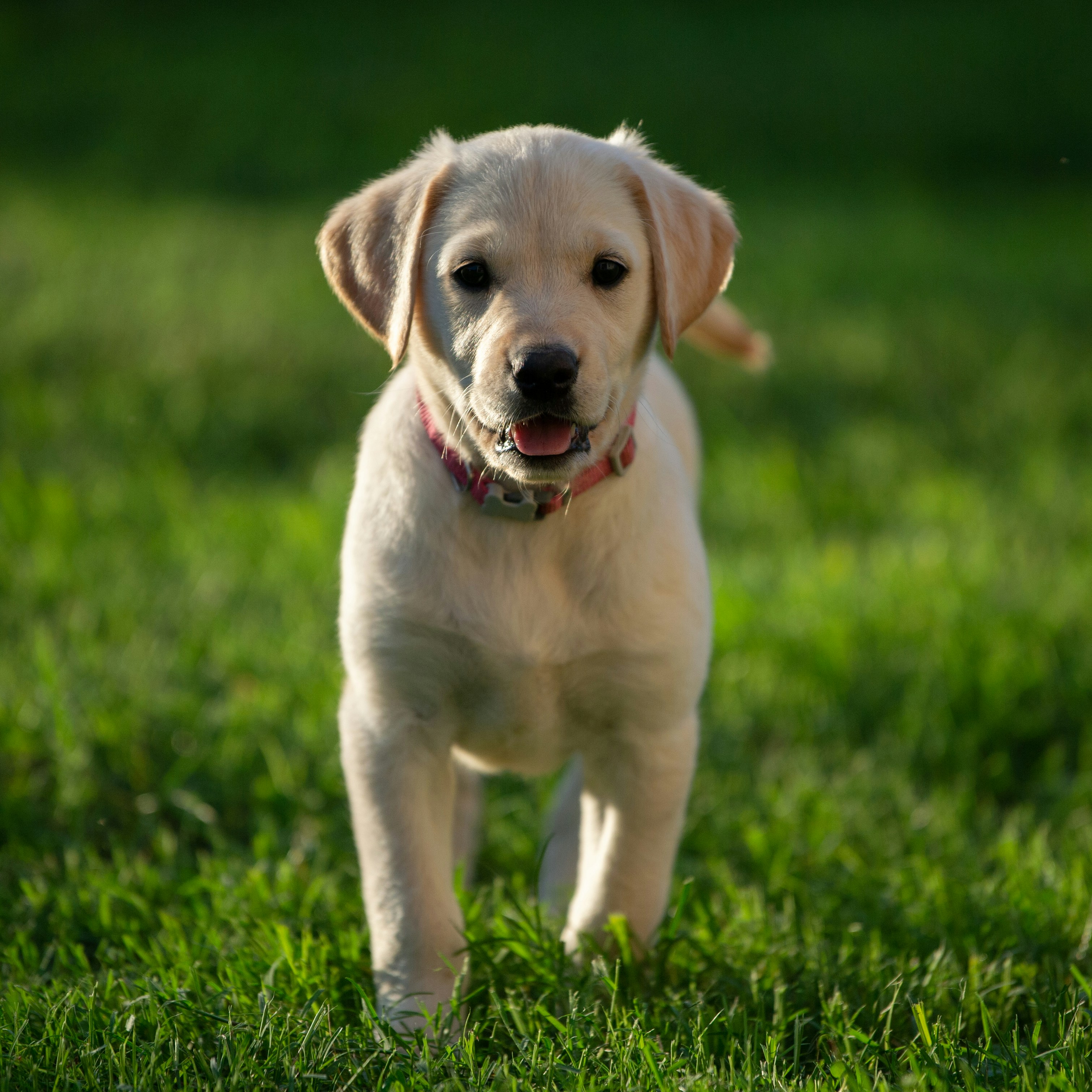Labrador puppy