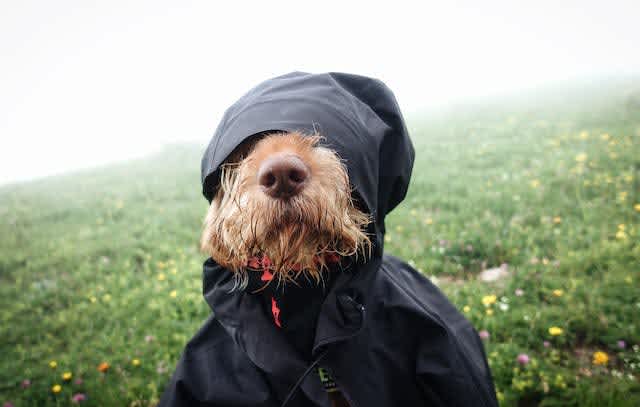 Dog wearing anorak