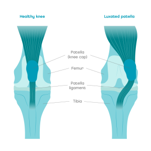 Patella luxation in dogs