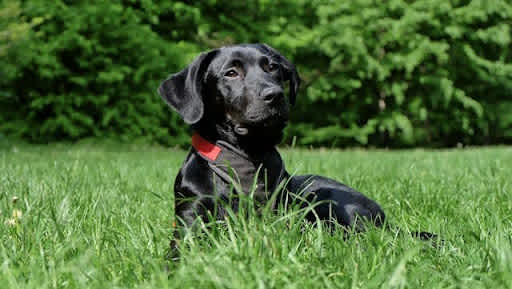 Labrador