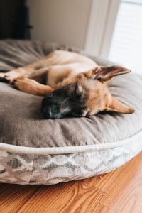 Make sure your dog has a quiet place to rest
