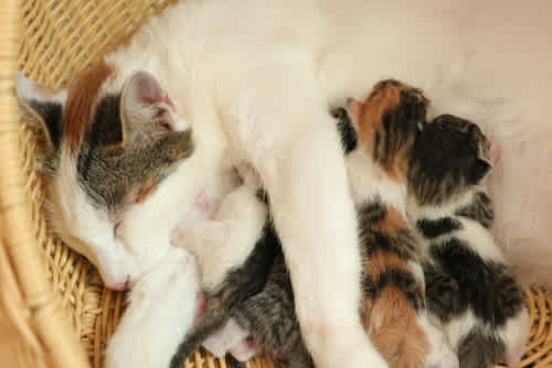 Pregnancy in cats - an overview