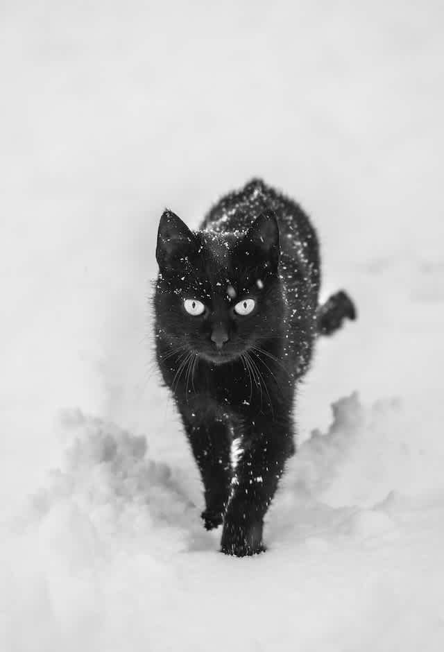 lack cat in snow
