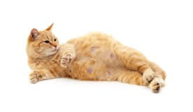 Pregnancy in cats