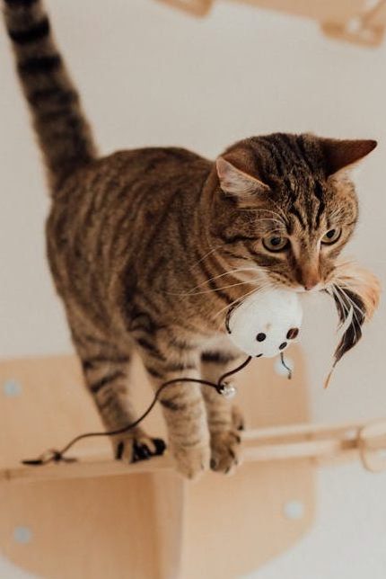 International Cat Day