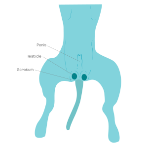 Male dog anatomy