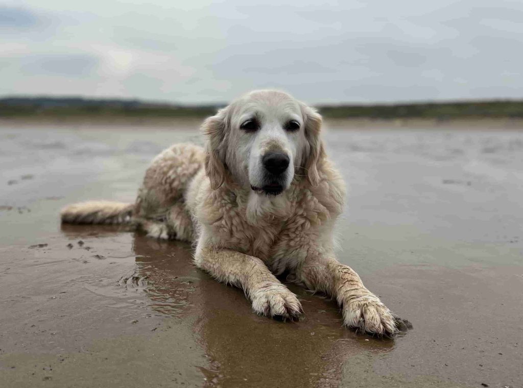 Golden retriever on beach