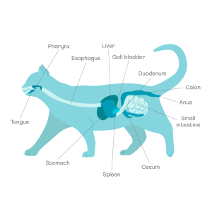Cat anatomy