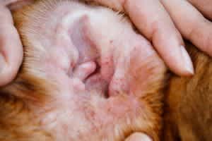 Inflamed or smelly ears can indicate an ear lump in the canal