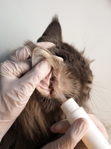How to clean your cat’s ears in 7 easy steps