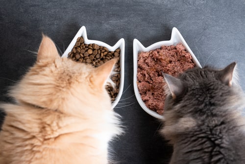 The Benefits of Mixed Feeding for Your Pets