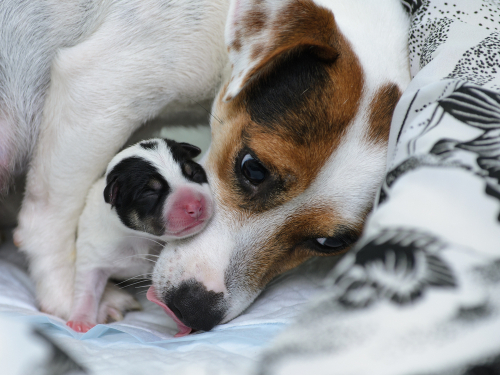 Pregnancy in dogs - an overview