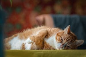 Reduced appetite in cats