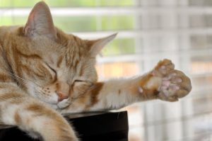 Nail problems in cats