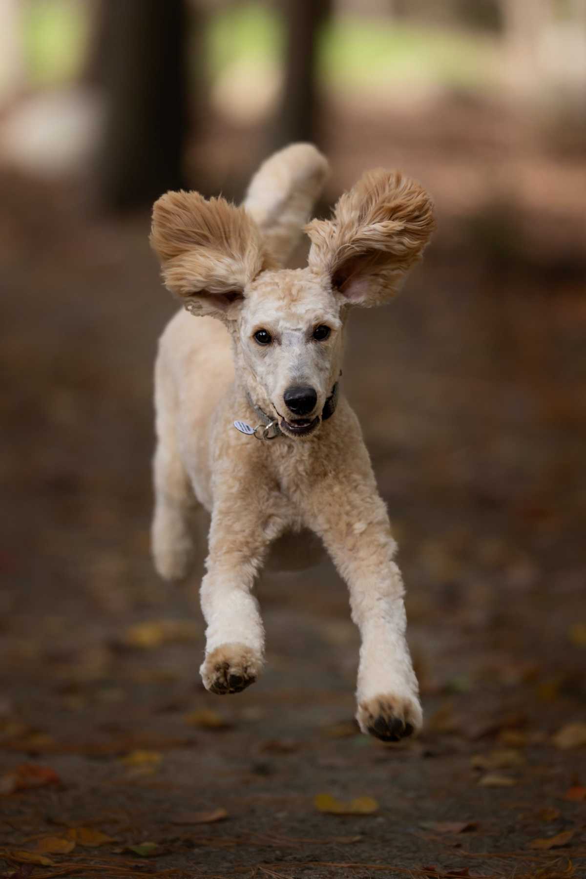 All About Zoomies in Dogs - 5 essentials for pawzzled pet parents.