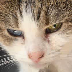 Cat flu