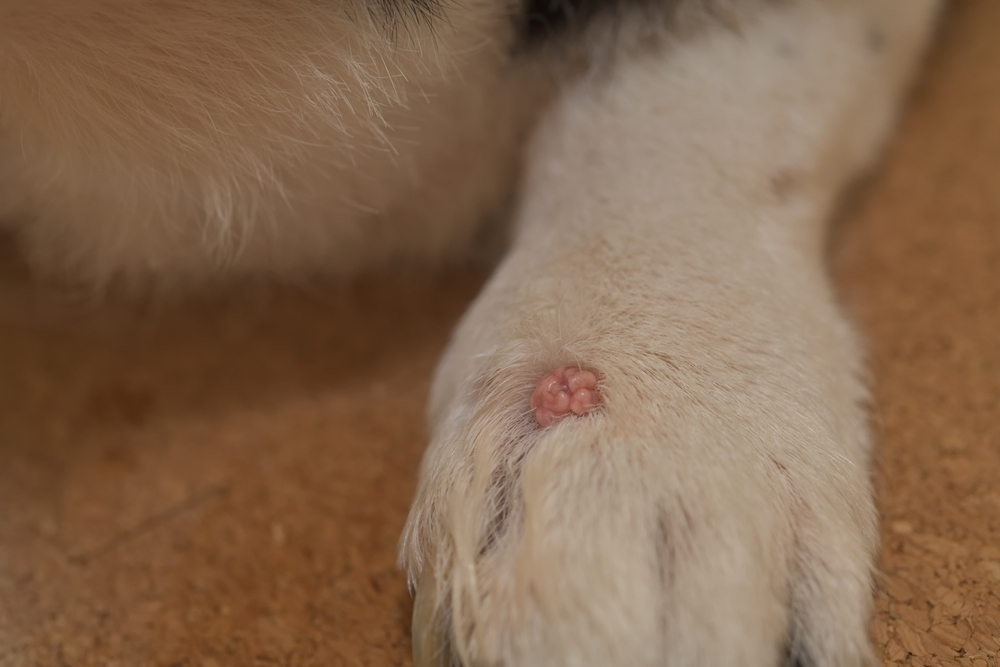 Typical appearance of a wart on a dog