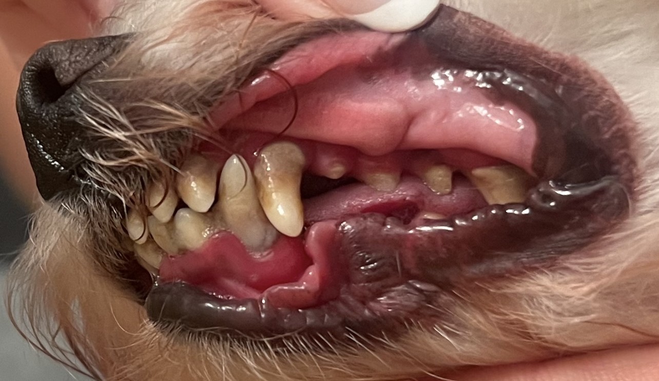 Stomatitis in dogs: This image shows a dog with bright red, inflamed gums.