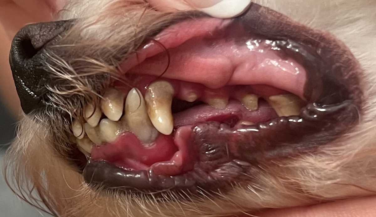 Stomatitis in dogs: This image shows a dog with bright red, inflamed gums.