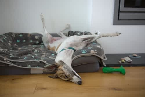 Greyhound sleeping on back in bed