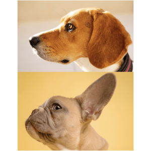 All dogs have the same number of teeth