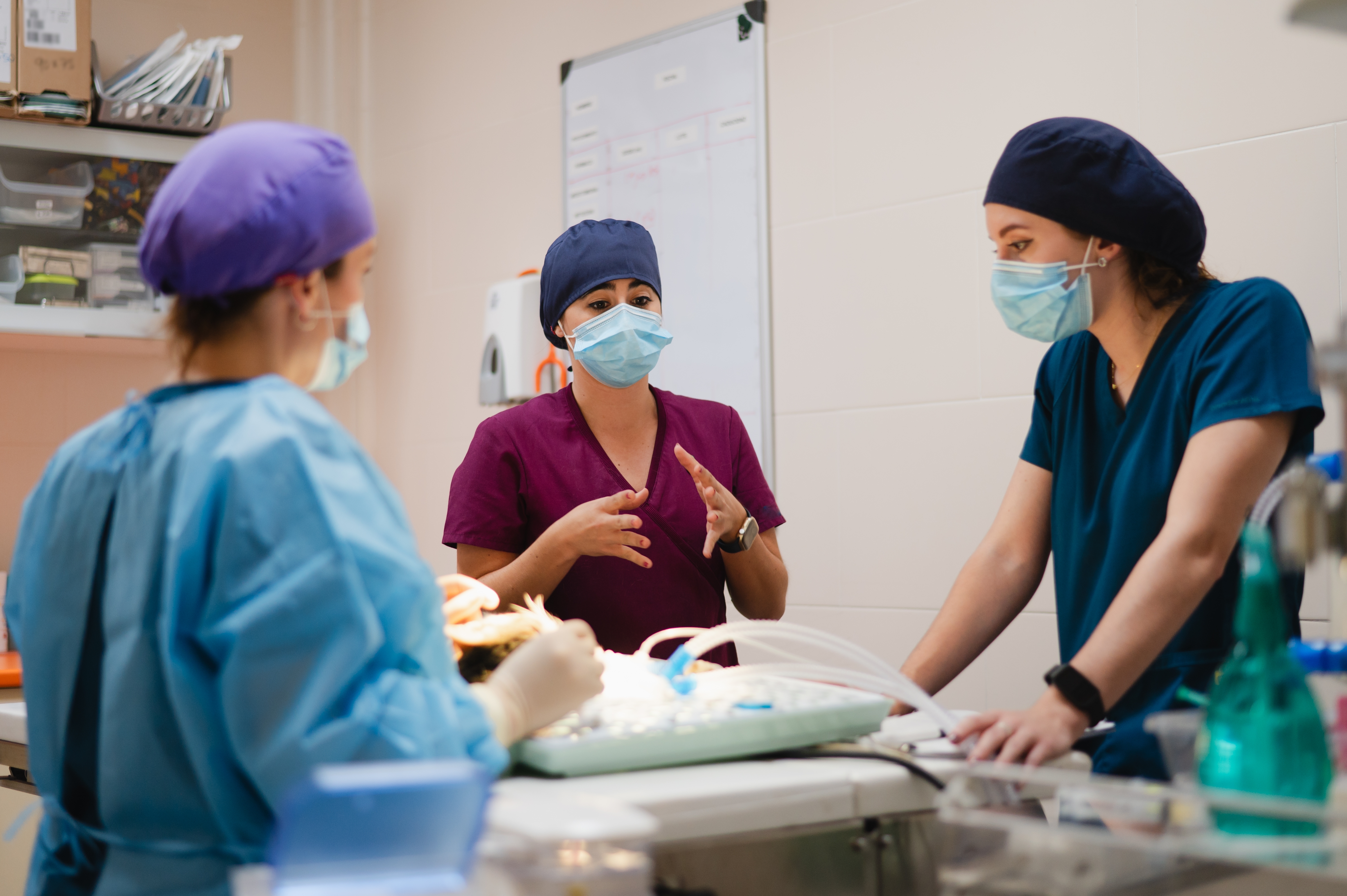 It takes a whole team to keep our pets happy and healthy