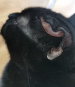 An aural haematoma in a cat