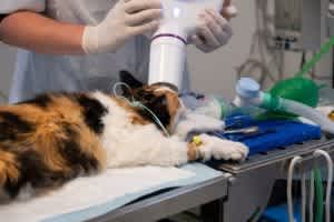 Dental x-rays of a cat