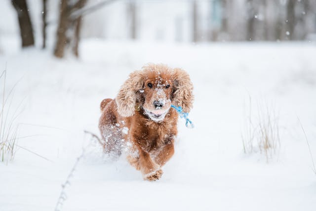 Spaniel running in snow