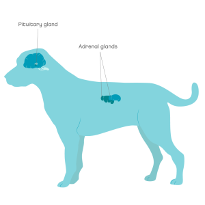 Anatomical location of the pituitary gland and the adrenal glands in dogs.