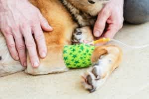 Chemotherapy is used for certain types of cancer in dogs