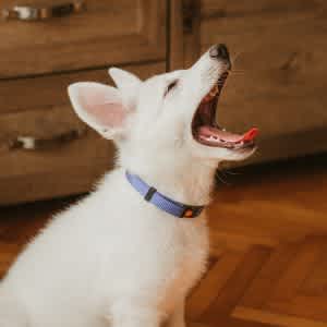 Separation anxiety in dogs