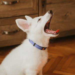 Separation anxiety in dogs