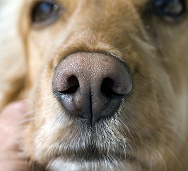 Normal dog nostrils. Notice the nostrils are open and allow plenty of space for air to move through.